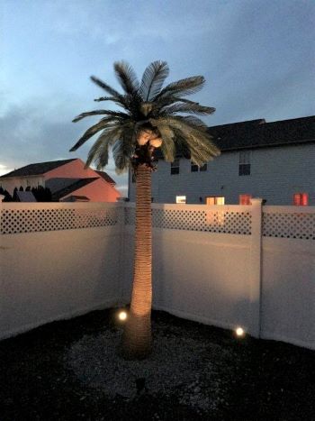 <h6>Palm trees make a nice addition to your backyard</h6>                                                                                                                                                                                                                                                                                                                                            