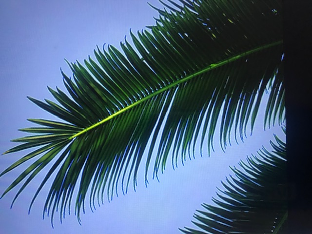 Coconut Palm Receiver Head w/15 Palm Fronds
