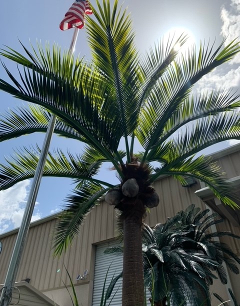 <p>New 15' Coconut Palm Tree</p><p> </p>                                                                        