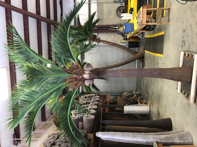 15' Coconut Palm