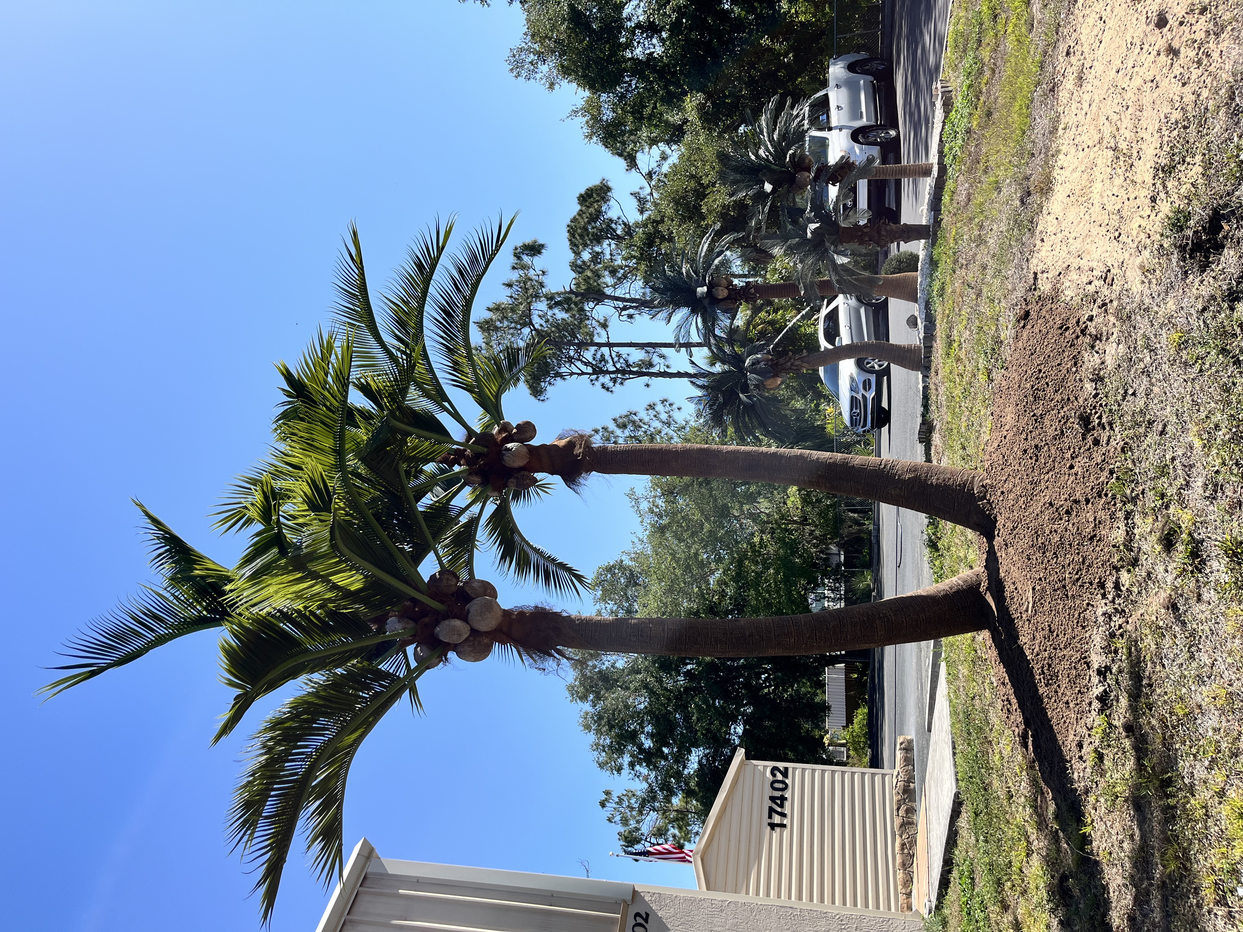 <p>17' Windswept Coconut Double Palm<br>Also available in a single trunk</p> 