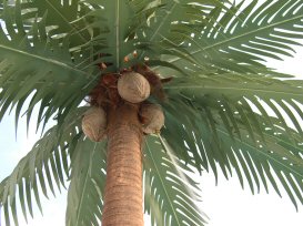 Coconut Palm Fronds 10 